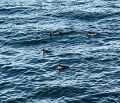 IMG_5180.jpeg