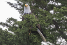 A01BaldEagle2C2A0516.png A01BaldEagle2C2A0516.png