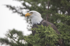 A02BaldEagle2C2A0509.png A02BaldEagle2C2A0509.png