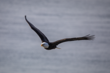 A03BaldEagleInFlight2C2A1036.png A03BaldEagleInFlight2C2A1036.png