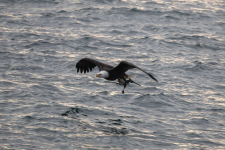 A04EagleWMurre2C2A0568.png A04EagleWMurre2C2A0568.png