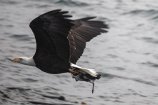 A05EagleWMurre2C2A0575.png A05EagleWMurre2C2A0575.png