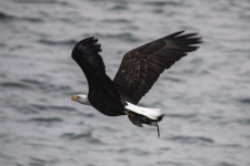 A06EagleWMurre2C2A0577.png A06EagleWMurre2C2A0577.png