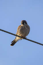 A07AmericanKestrel2C2A1354.png A07AmericanKestrel2C2A1354.png