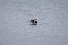 C05LongTailedDuckDrake2C2A1244.png C05LongTailedDuckDrake2C2A1244.png