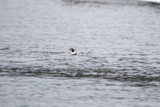 C05LongTailedDuckDrake2C2A1258.png C05LongTailedDuckDrake2C2A1258.png