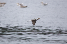 C05LongTailedDuckInFlight2C2A1285.png C05LongTailedDuckInFlight2C2A1285.png