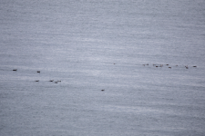 C06LongTailedDuckFlock2C2A1446.png C06LongTailedDuckFlock2C2A1446.png
