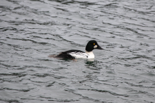 D04CommonGoldeneyeDrake2C2A0792.png D04CommonGoldeneyeDrake2C2A0792.png