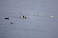 D05CommonMerganserDrakes&Loons2C2A1150.png D05CommonMerganserDrakes&Loons2C2A1150.png