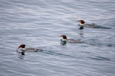 D06CommonMerganserHens2C2A1117.png D06CommonMerganserHens2C2A1117.png