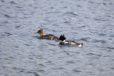 D07RedBreastedMerganserPair2C2A0477.png D07RedBreastedMerganserPair2C2A0477.png