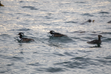 D08HoodedMergansers2C2A0598.png D08HoodedMergansers2C2A0598.png