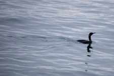 D09PelagicCormorant2C2A1140.png D09PelagicCormorant2C2A1140.png