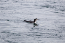 D10CommonLoon2C2A1490.png D10CommonLoon2C2A1490.png