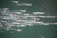 D12MixedMerganserHuntingFlock2C2A1211.png D12MixedMerganserHuntingFlock2C2A1211.png