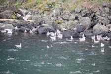 D13Mergansers&Gulls2C2A1168.png D13Mergansers&Gulls2C2A1168.png