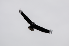 D14BaldEagleInFlight2C2A1184.png D14BaldEagleInFlight2C2A1184.png