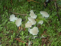 A03CatsTongueFungusC270004.png A03CatsTongueFungusC270004.png