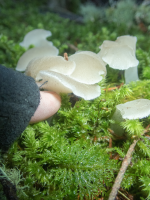 A04CatsTongueFungusC270012.png A04CatsTongueFungusC270012.png