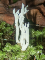 A06WhiteCoralFungusC280001.png A06WhiteCoralFungusC280001.png