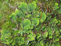 A08FrecklePeltLichenC290005.png A08FrecklePeltLichenC290005.png