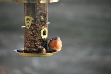 DSC_0084.jpeg