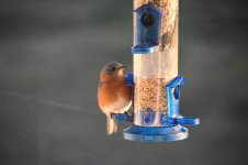 DSC_0083.jpeg