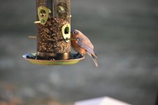 DSC_0086.jpeg