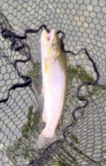IMG_2253.jpeg IMG_2253.jpeg