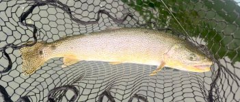 IMG_2252.jpeg IMG_2252.jpeg