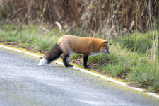 A01RedFoxHunting2C2A0868.png A01RedFoxHunting2C2A0868.png