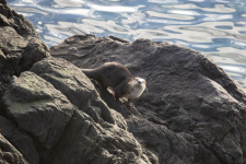 A02RiverOtter2C2A1054.png A02RiverOtter2C2A1054.png