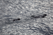 A03RiverOtters2C2A1477.png A03RiverOtters2C2A1477.png