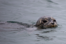 A04HarborSeal2C2A0741.png A04HarborSeal2C2A0741.png