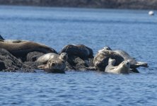 A05HarborSealsHauledOut2502.jpg A05HarborSealsHauledOut2502.jpg