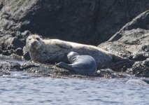 A06HarborSealMom&Pup2554.jpg A06HarborSealMom&Pup2554.jpg