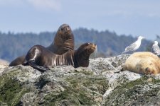 A07CalifornaSeaLions2781.jpg A07CalifornaSeaLions2781.jpg