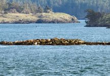 A09Pinnepeds@WhaleRocks8667.jpg A09Pinnepeds@WhaleRocks8667.jpg