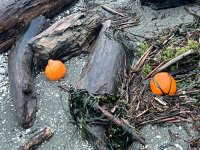 IMG_5239.jpeg