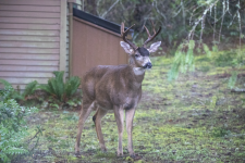 A01ImpressiveBuck2C2A1734.png