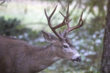 A02TopBuckSideView2C2A1698.png