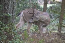 A03TopBuckGrooming2C2A1684.png