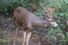 A04SecondBuck2C2A1722.png