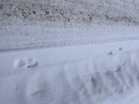 IMG_4556.jpeg