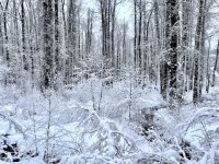 IMG_9914.jpeg