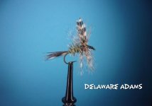 Delaware Adams.jpg