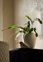 IMG_8529.jpeg