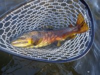 1stFish1.jpg