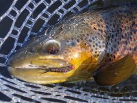 1stFish2.jpg